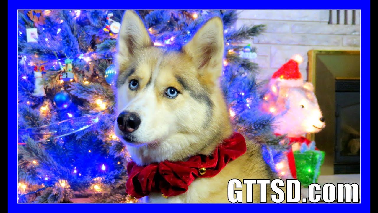 HUSKIES PUT UP THE CHRISTMAS TREE | Happy Howlidays 2015