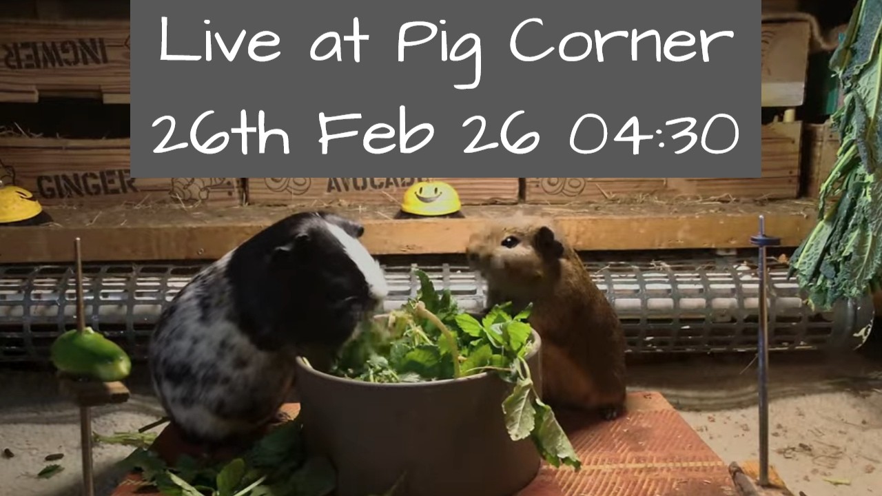 The House at Pig Corner Live 26th February 04:30