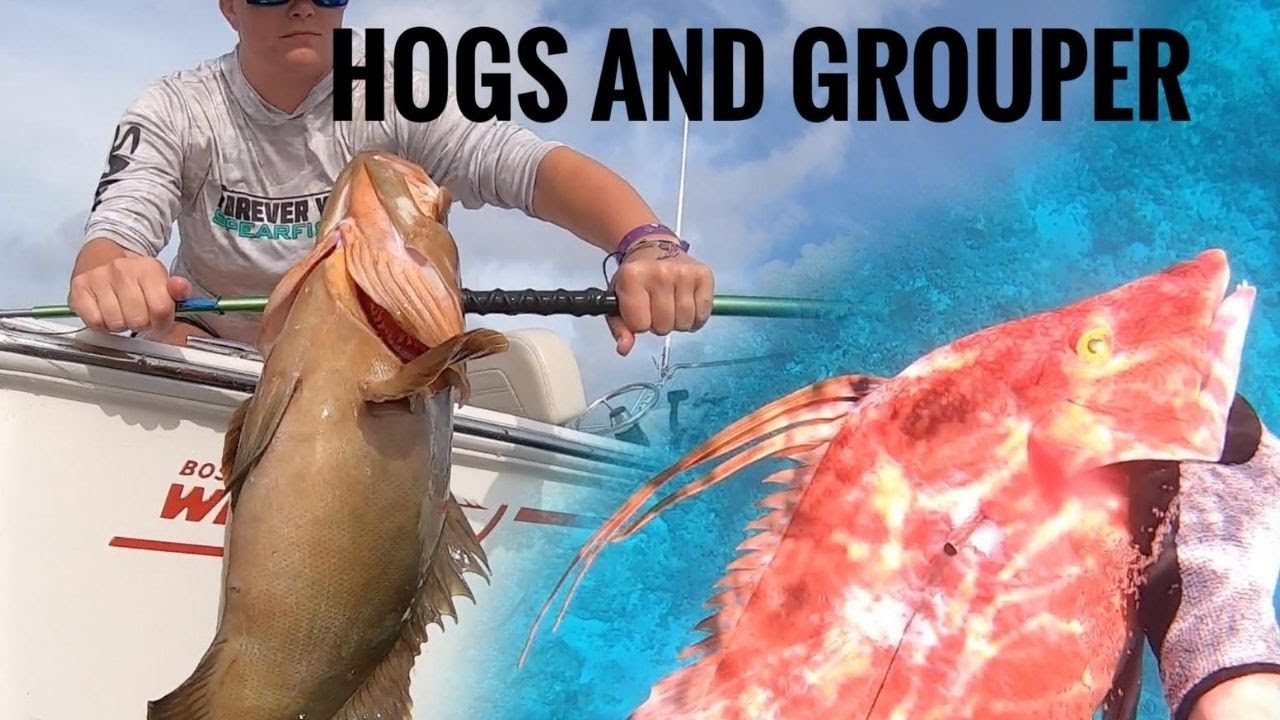 Spearfishing Bahamas (Polespear Grouper & Hogfish!)