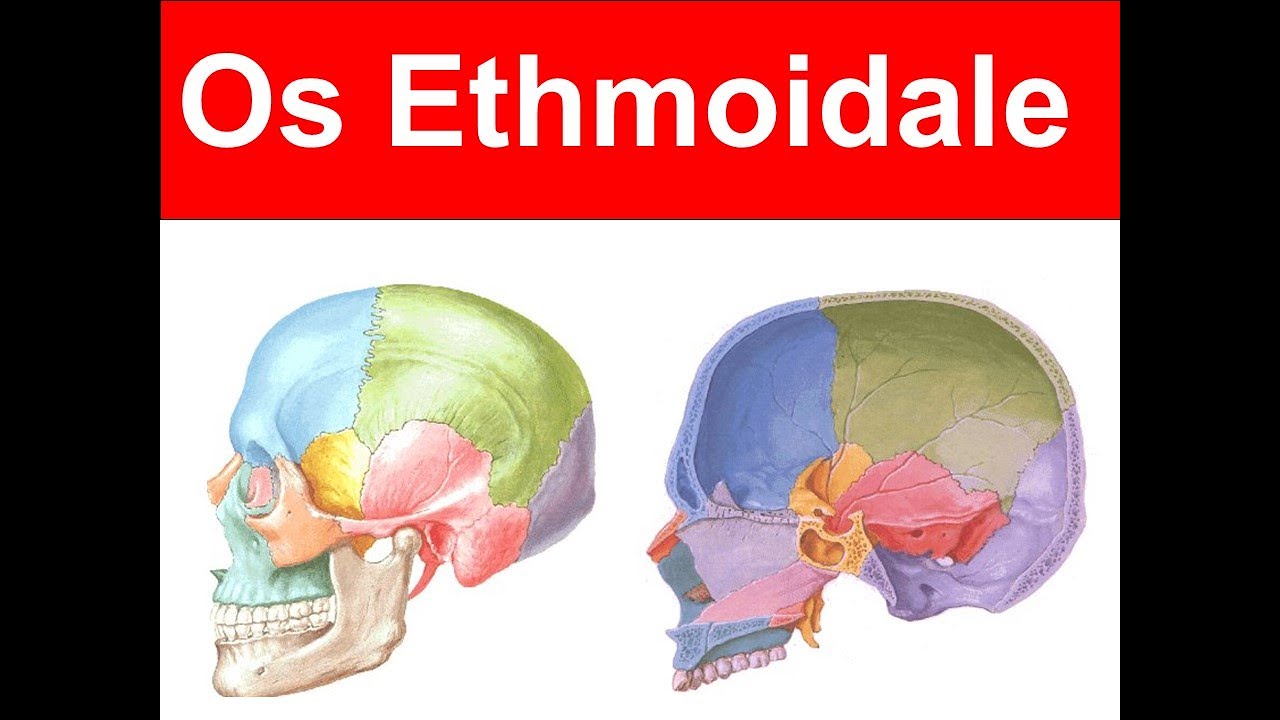7. Os Ethmoidalee YAYDAR