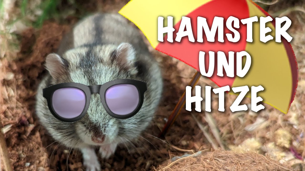 Schadet Hitze Hamstern? Was tun?