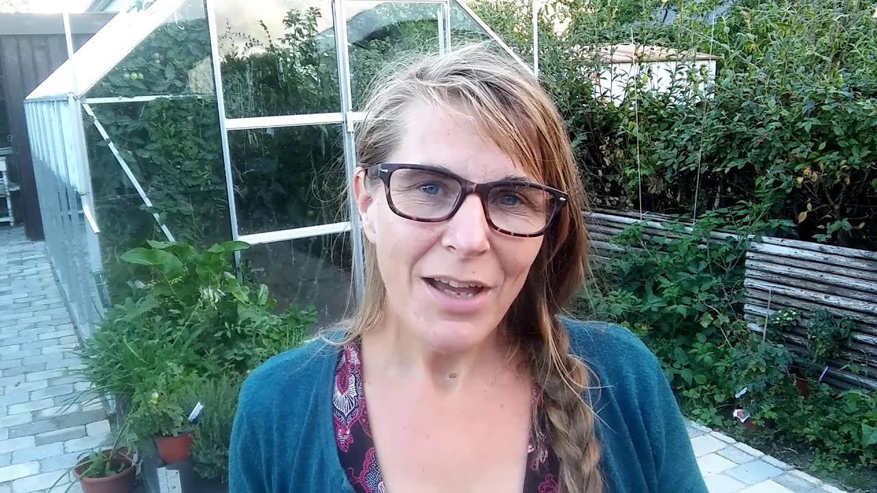 Fermentering af tomatfrø - sådan kan du gøre