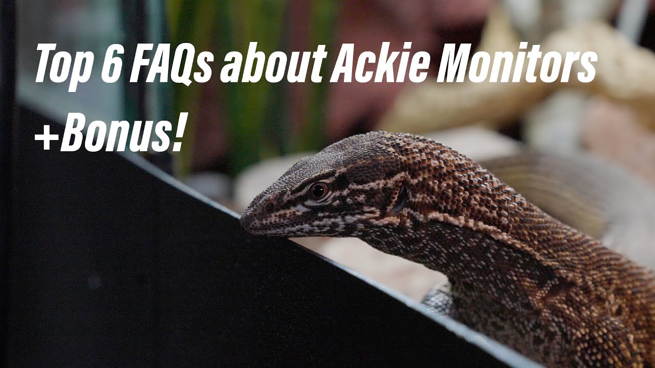 Ackie Monitors: Top 6 Frequently Asked Questions + Bonus