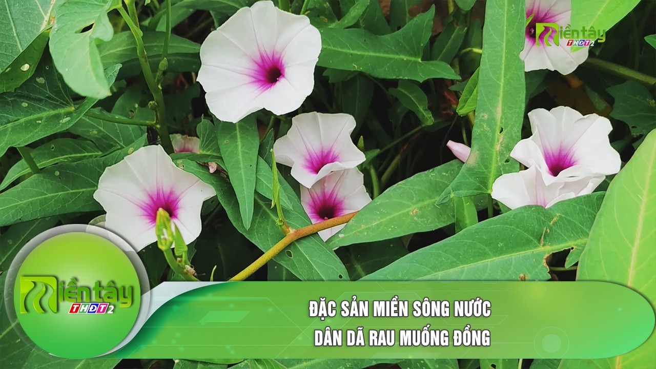 Đặc sản miền s&ocirc;ng nước: D&acirc;n d&atilde; rau muống đồng