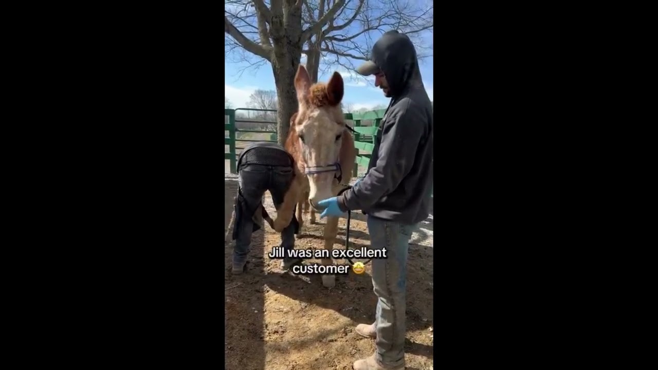 ✨Farrier day !✨ #horselove #horse #horserescue #horses #saveanimals #animals