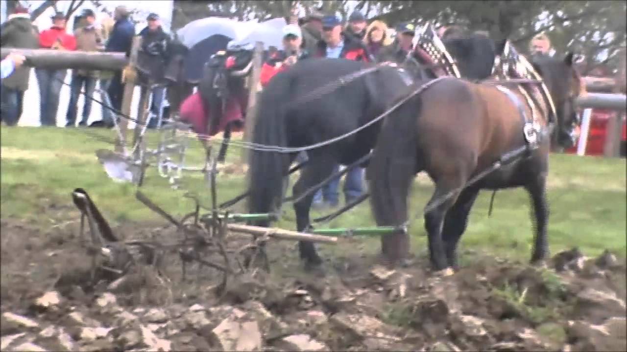 Pferde-Preispflügen 2014 Bergschenke Gerersdorf
