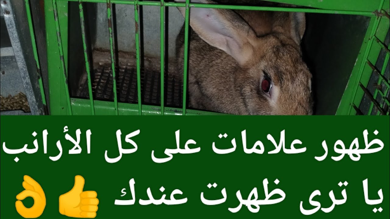 ظهور علامات على كل الأرانب قبل الولادة ياترى ظهرت عندك أو لا شوف بنفسك وأحكم..