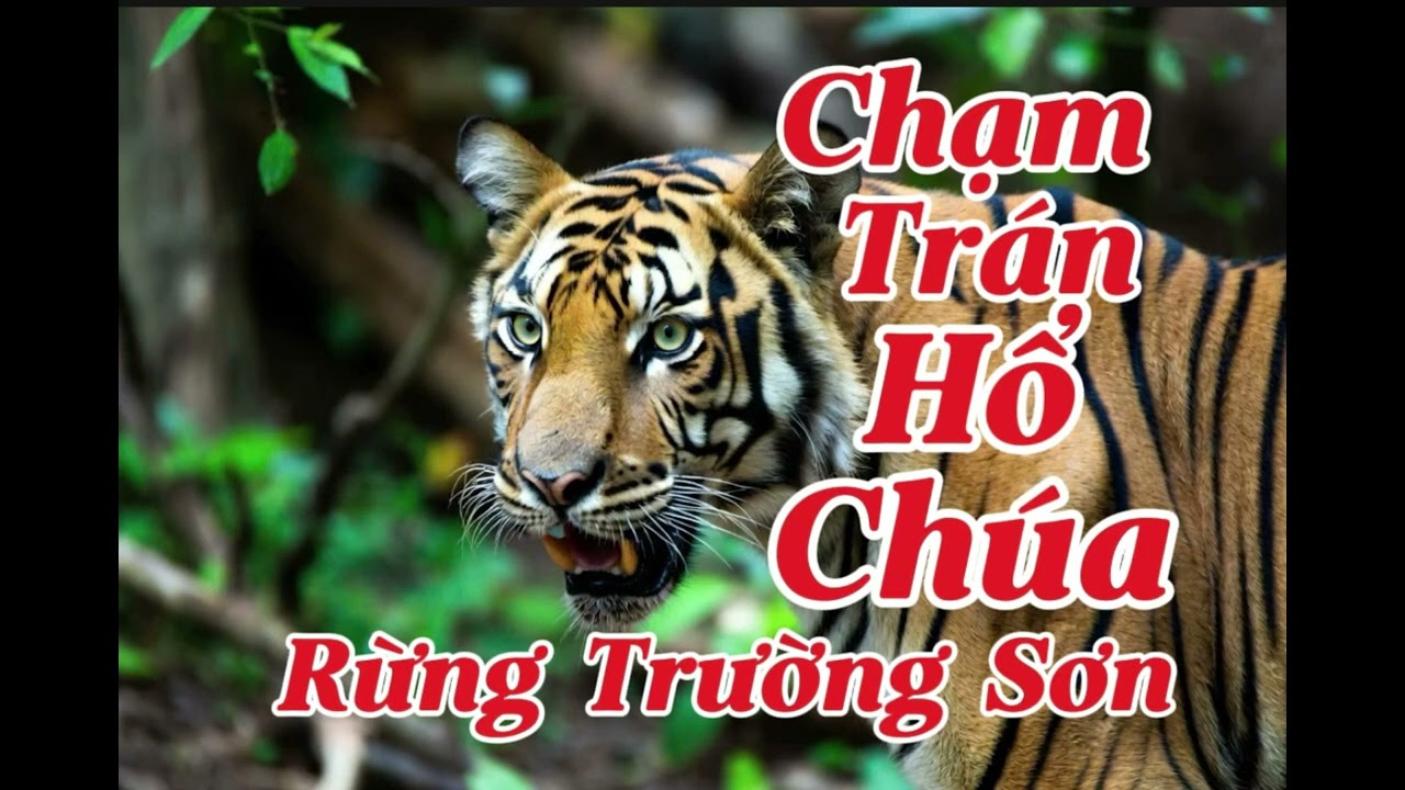 CHẠM TRÁN HỔ CHÚA RỪNG TRƯỜNG SƠN | Lê Anh diễn đọc 