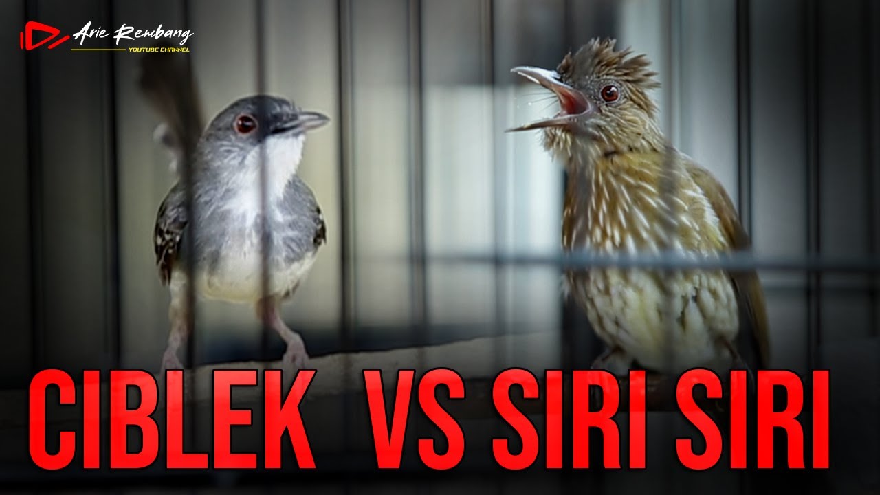 MASTERAN SIRI - SIRI  VS CIBLEK KRISTAL