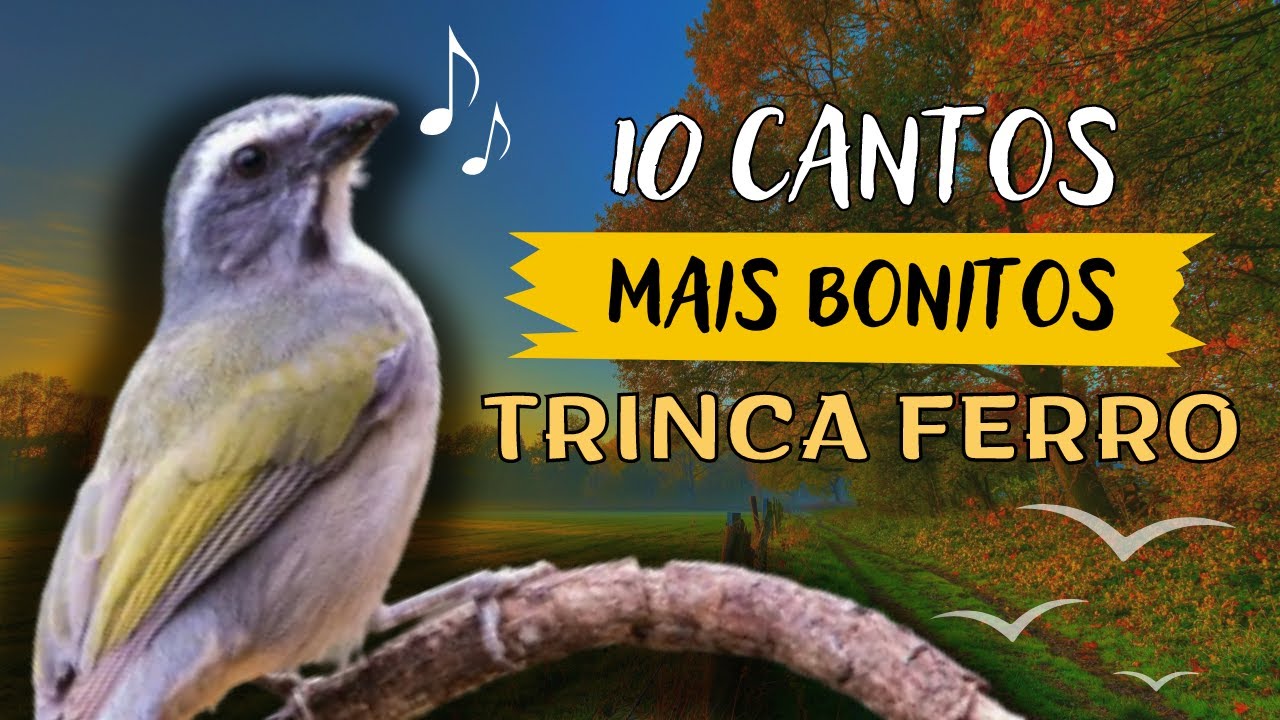 Top 10 CANTOS mais BONITOS do TRINCA FERRO! O 1&ordm; Colocado vai te SURPREENDER