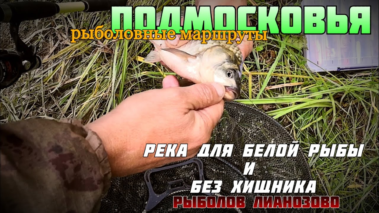 Река для белой рыбы и без хищника - река Шибахта | Рыболовные маршруты Подмосковья
