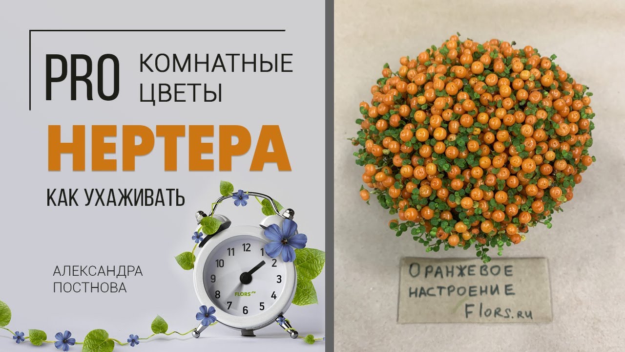 Ягодка съедобна или нет? | Нертера - красочное почвопокровное растение. Что она любит?