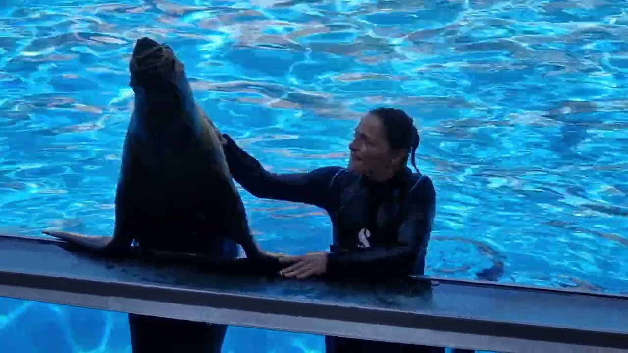 LE PAL Spectacle d'otaries