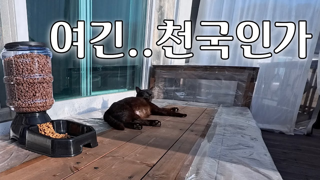 길고양이들이 이렇게 잘 지내는 이유