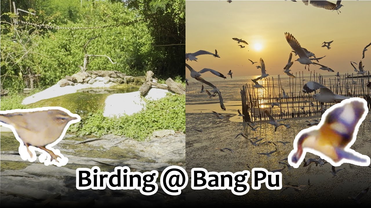 Feeding bird and watch bird bath in secret place at Bang Pu. (FULL TRIP REPORT) No commentary