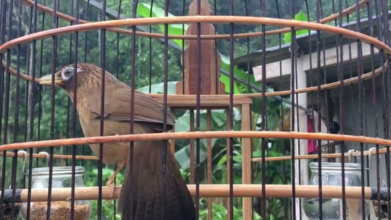 Hoạ Mi Thuần Đuôi Lá Vả Chim Già Rừng Hót Cao Cầu Tốc Độ Mỏ Nhanh Giọng Cực Phê/ Hoạ Mi Hót Đấu Hay