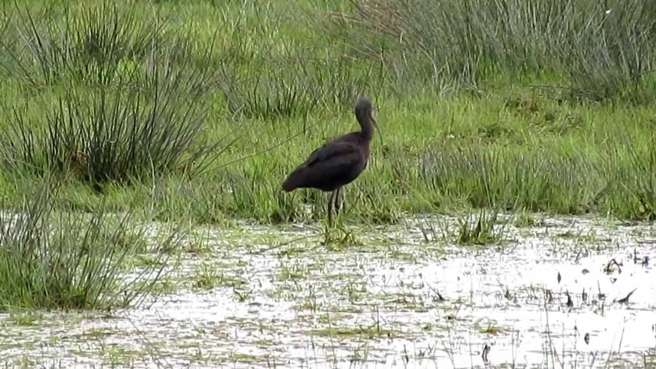 Vroege Vogels - Zwarte ibis