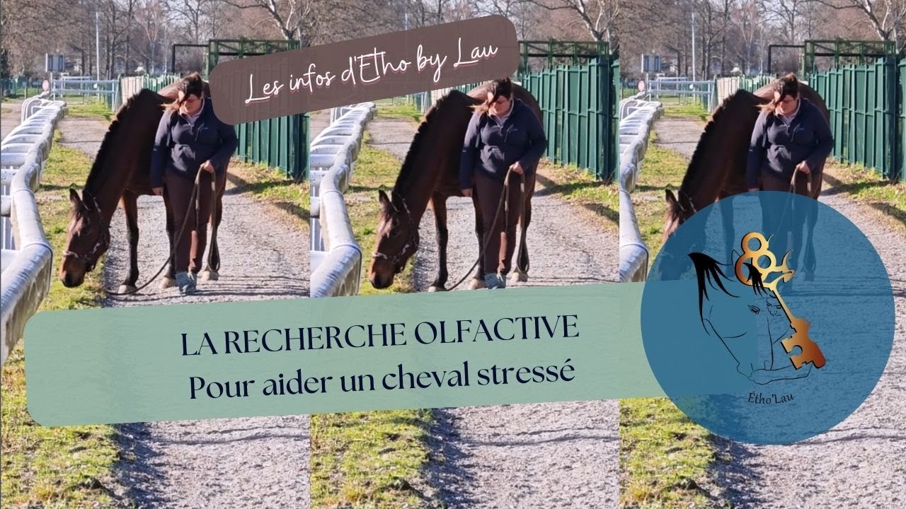 Travailler la piste de la recherche olfactive pour gérer une jument stressée