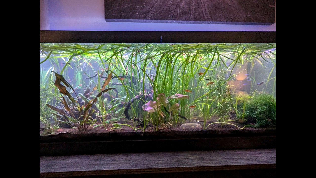 Water changes, feeding, day of maintenance