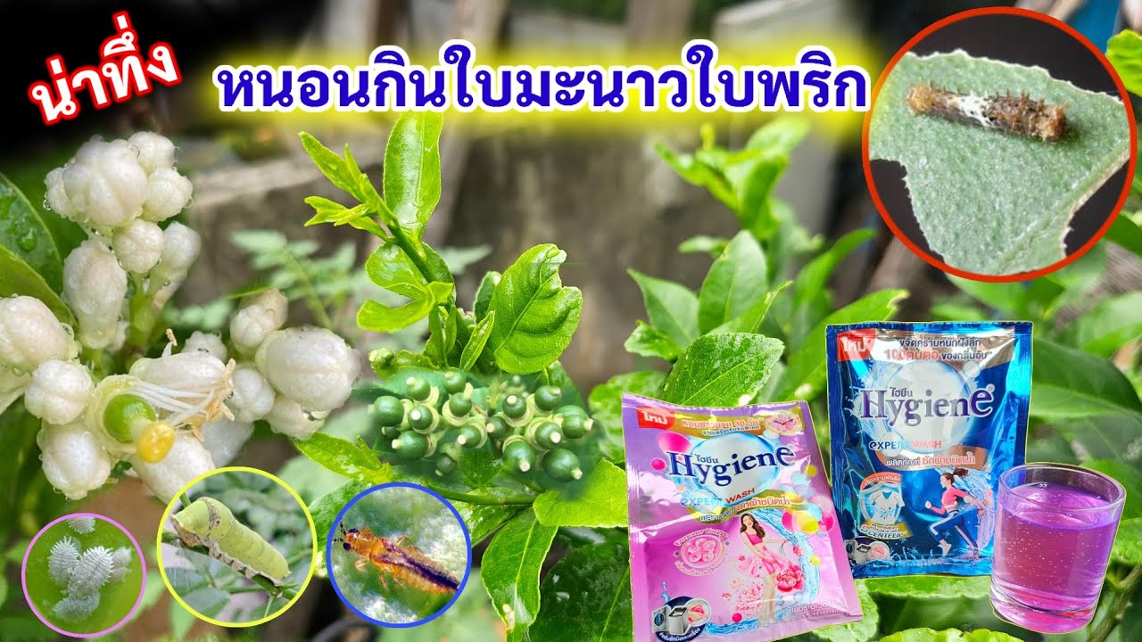 น่าทึ่งมาก💥กำจัดหนอนกินใบมะนาว กำจัดเพลี้ยในใบพริก ทำเพียงแค่นี้จัดการให้สิ้นซาก