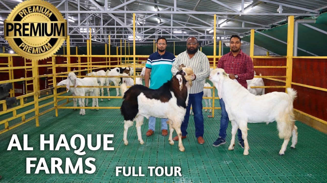 Al Haque Goat Farm Full Tour || Best Palai || Khassi, Andul Cage