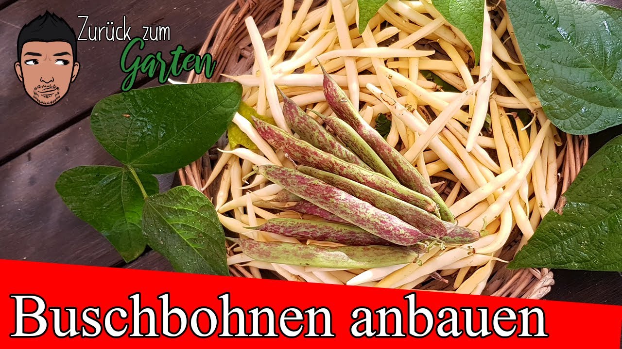 Buschbohnen anbauen eine super ertragreiche Anfängerkultur die Ihr probieren müsst