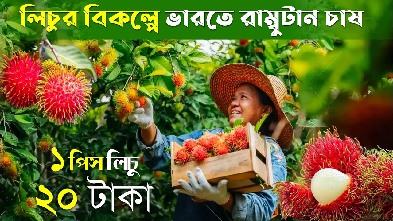 RAMBUTAN Farming | 1পিস লিচু 20 টাকা | লিচুর বিকল্পে ভারতে রাম্বুটান চাষ