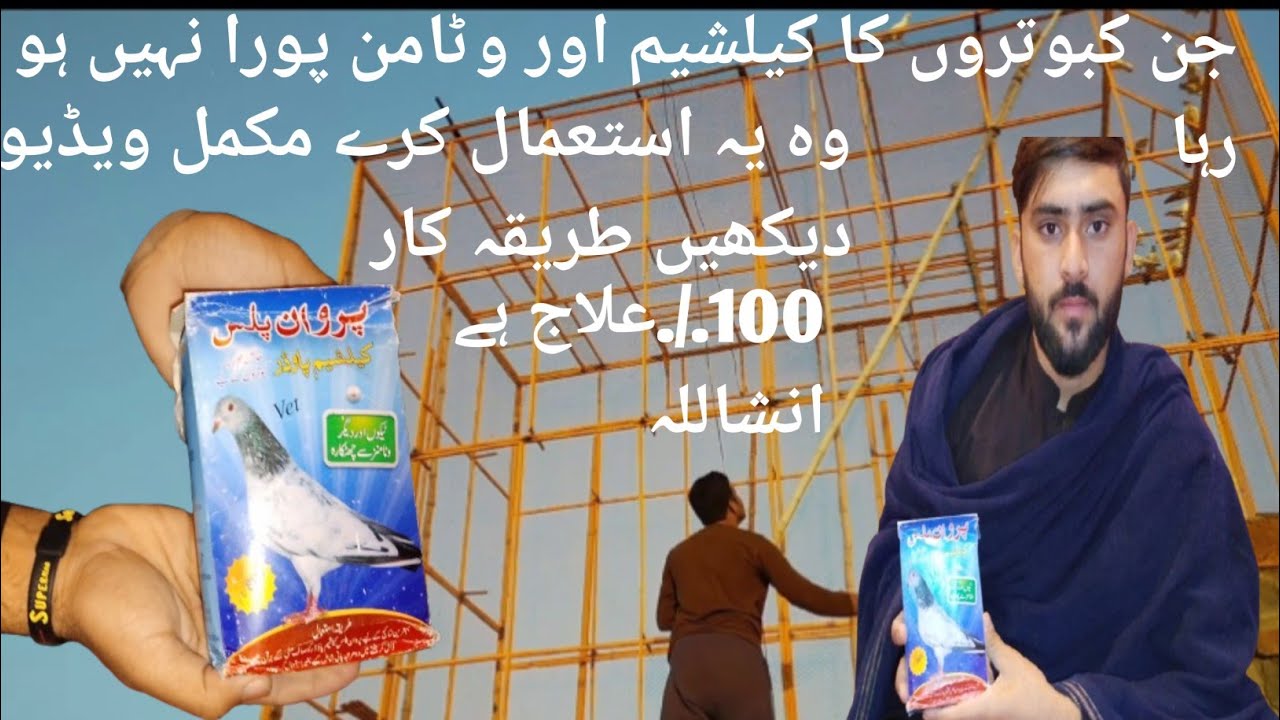 “Vitamin & Calcium Deficiency in Breeder Pigeons | Complete Care & Solution” 💯Mughal pigeon club