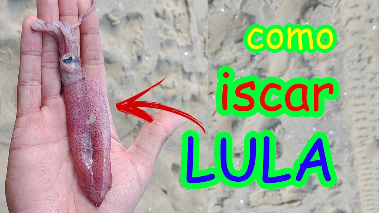 como iscar LULA para pesca de PRAIA