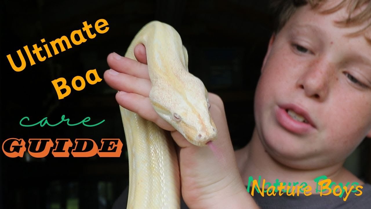 Ultimate Boa Care Guide