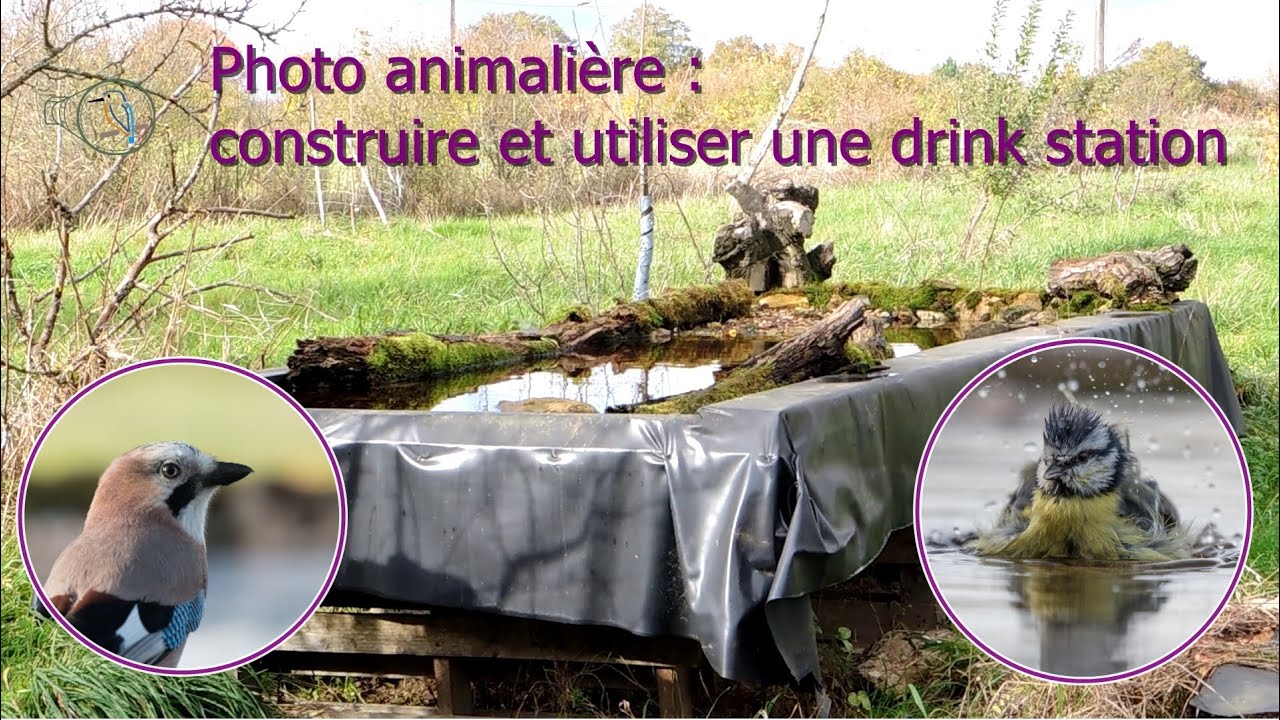 Photo animalière : construire et utiliser une drink station