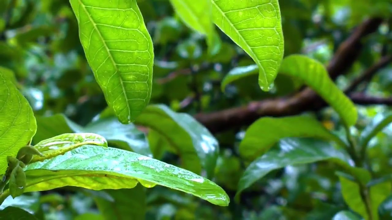 Relaxing Rain Slow Piano Ambient Music