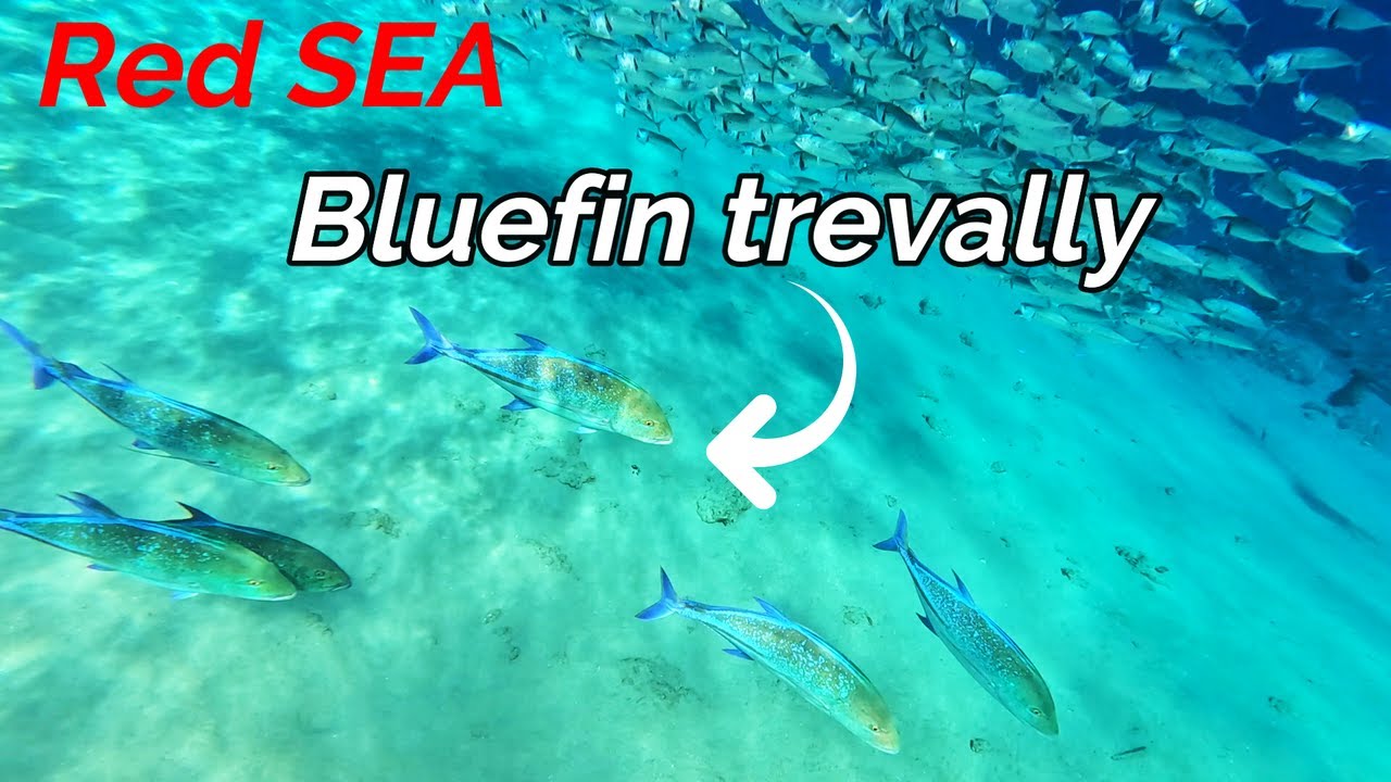 RED SEA SNORKELING | SHARM EL SHEIKH | NAAMA BAY | EGYPT | BLUEFIN TREVALLY