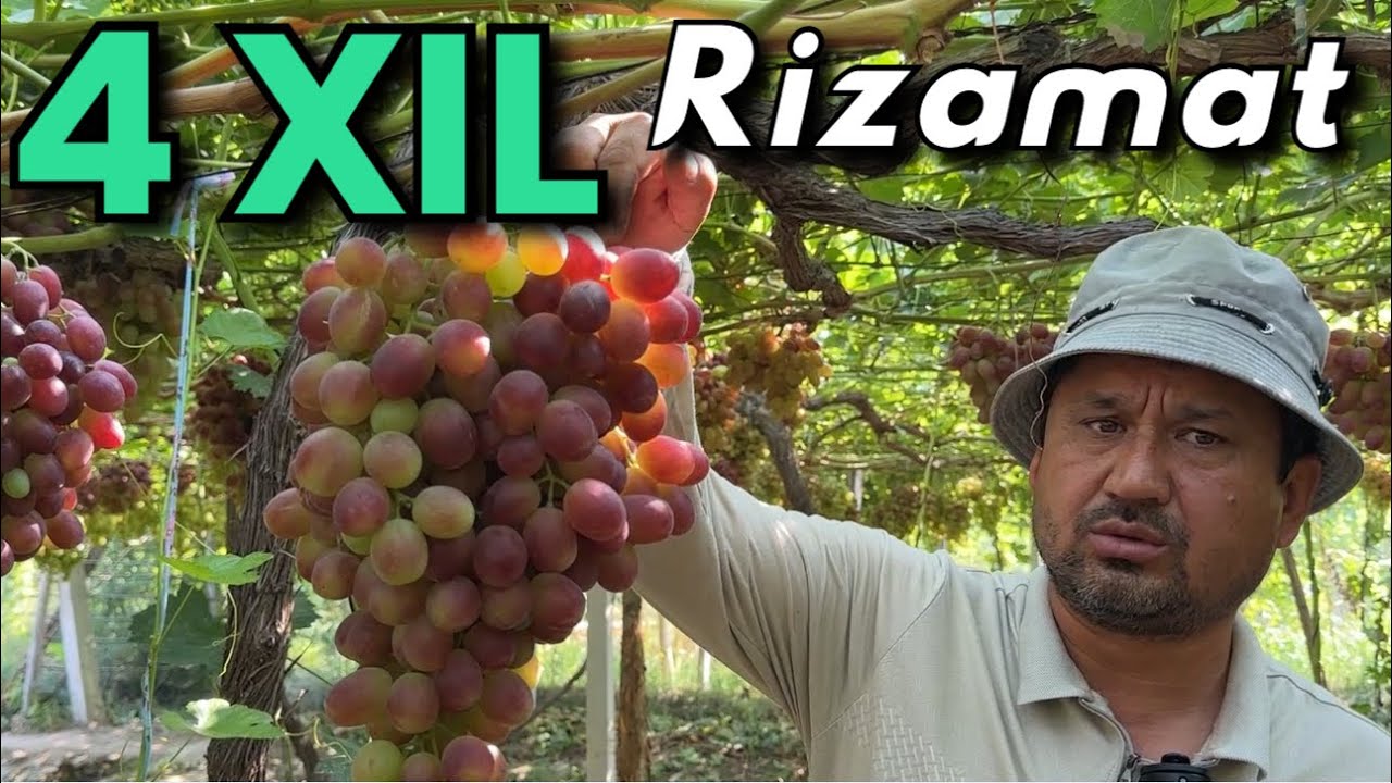 Rizamat ota Uzum navining sirlarini ochamiz. Sug‘orish, kasallik va 4 xil navga boʻlinishi.