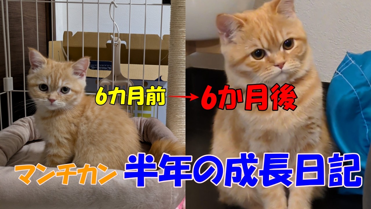 マンチカンこうめ6か月間の成長をまとめてお伝えします