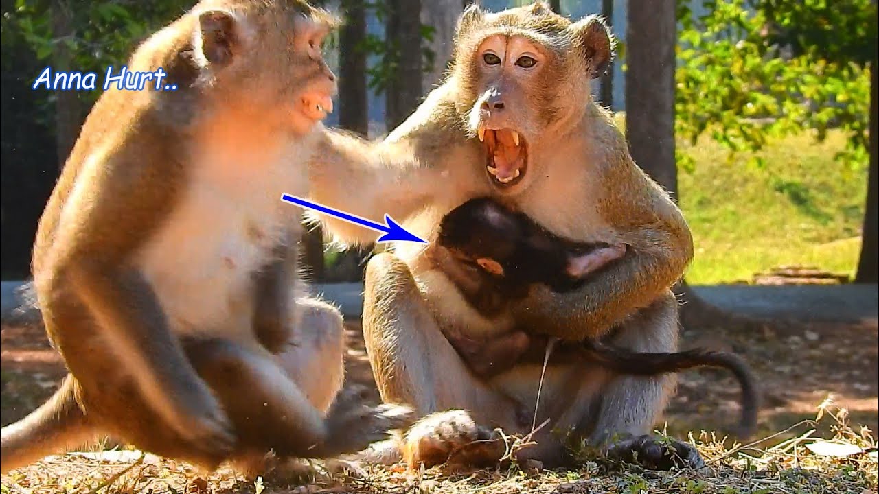 Anna Got Bitten Deep Pain Caus She Try To Take Anissa Out From Aron | Big Male Aron Keep Anissa