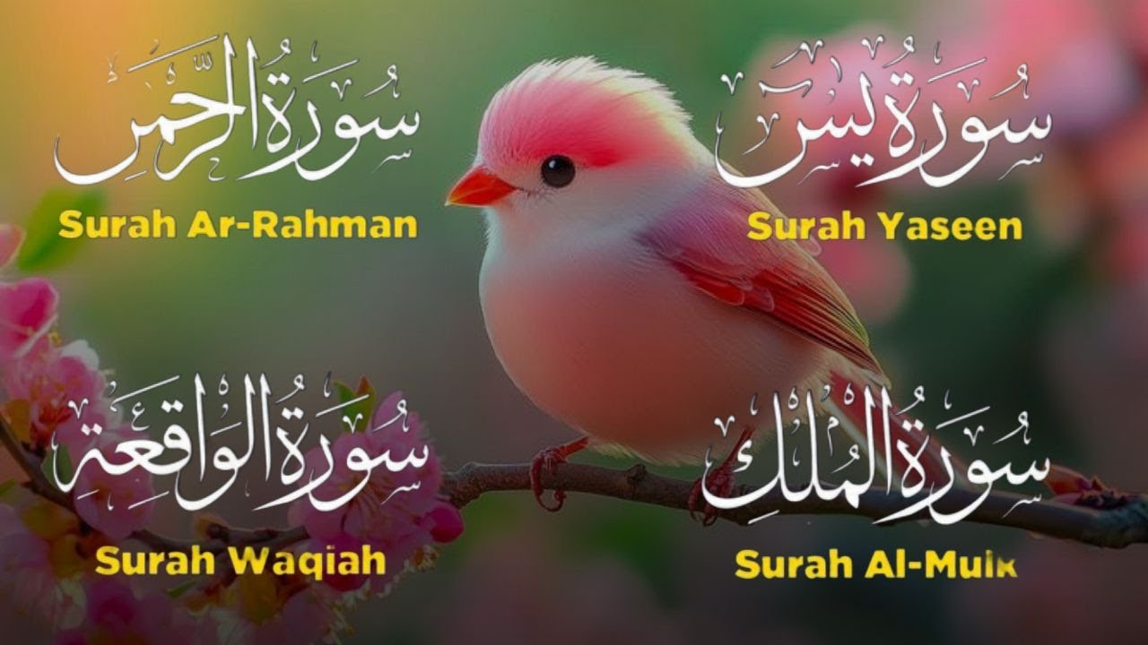 Very Nice Voice Surah Yaseen | Surah Rahman | Surah Waqiah | Surah Mulk l Reciter Mohamed Hegazy 060