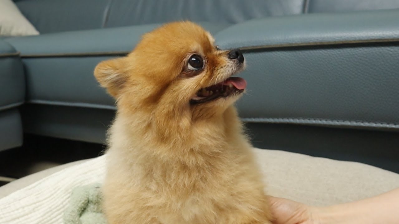 우리 아이의 슬개골 관리를 위한 준비