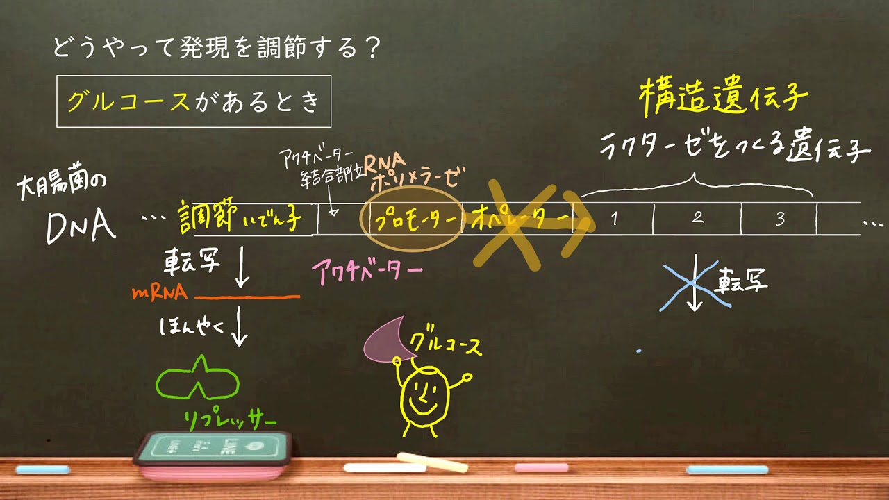 おうち生物　25. オペロン説　（詳細欄に訂正あり）