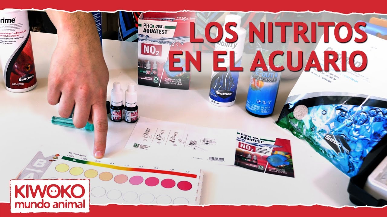⚠️Nitritos en el acuario (NO2)⚠️ Cómo medirlos y cómo eliminarlos