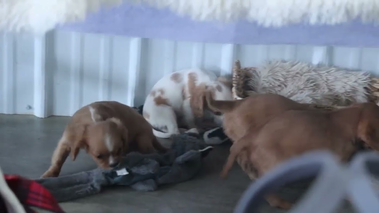 Cavalier King Charles Spaniel Puppies