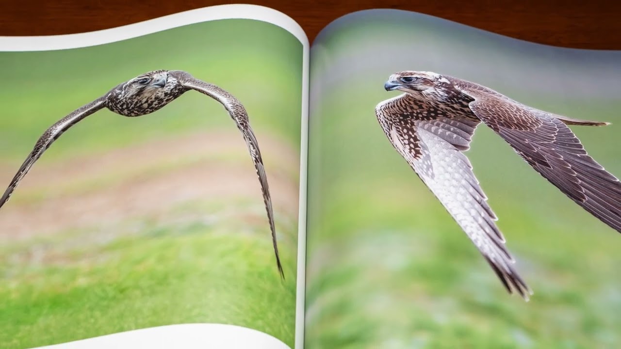 Falcon book