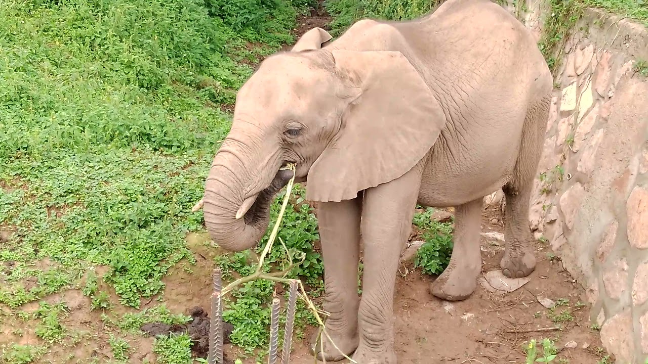 Charlie The Elephant Eating Twigs and Leaves 🍁