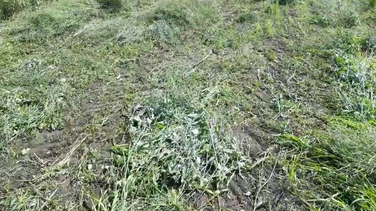 Покровные культуры 'двойного назначения'. Улучшаем здоровье почвы и кормим КРС.