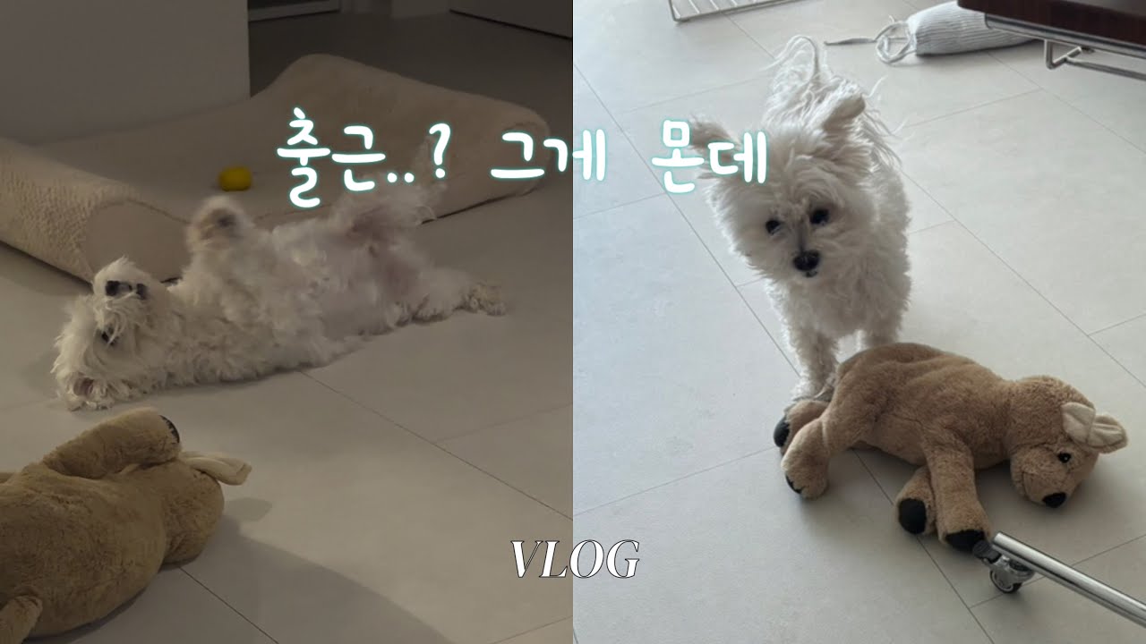 Vlog. 출근 준비하면 이러는 강아지 | 혼자 사는 사람 브이로그