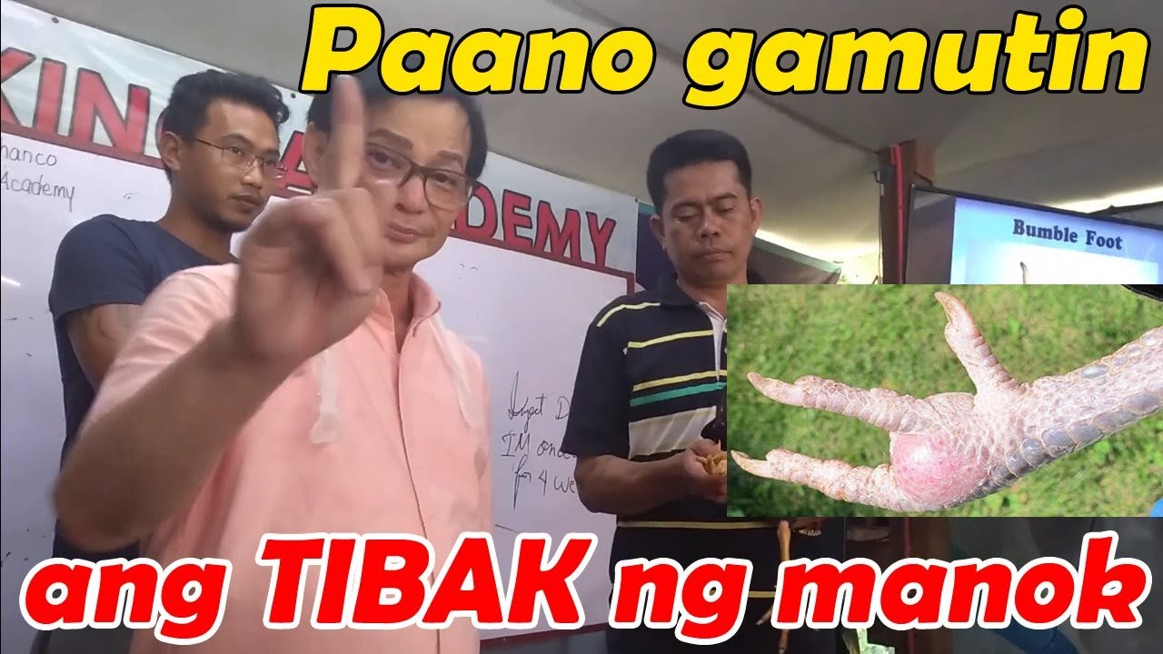 Doc TJT | Paano gamutin ang Tibak o Bumble Foot ng Manok