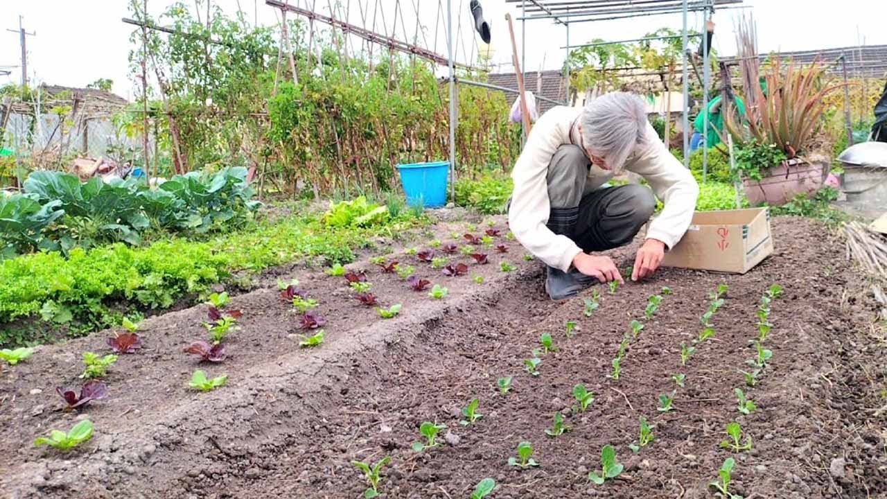 [狐狸菜園] 移植奶油白菜 準備開始學習如何在土壤菜床上育苗　Learning how to grow my own seedlings