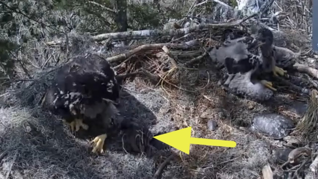 Live turtle scared big eaglet | Kisatchie National Forest E-1 | Mar 5, 26