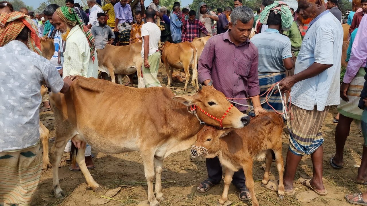 @আজ ১২ মার্চ ২৬ | বাচ্চাসহ দেশাল ৫০-৯০ হাজারের মধ্যে গাভী গরুর দাম | রানীগঞ্জ হাট | দিনাজপুর 