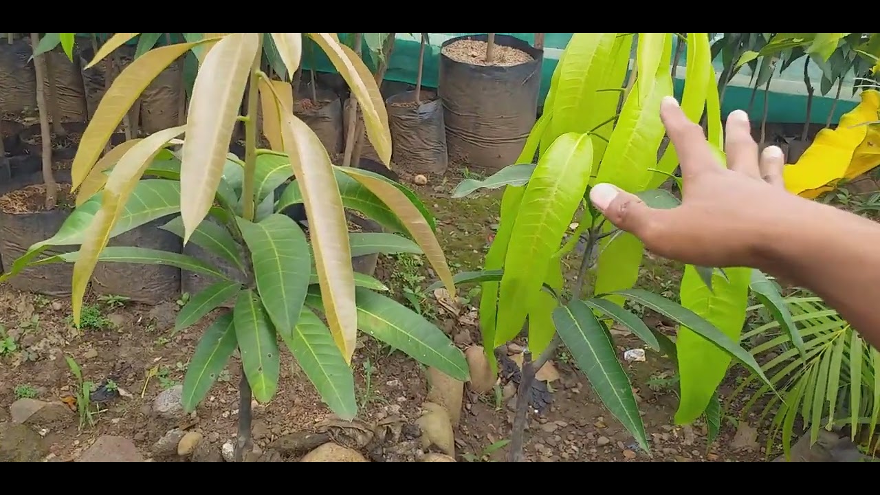 perbedaan mangga red Ivory dan mangga kiojay saat masih kecil/bibit